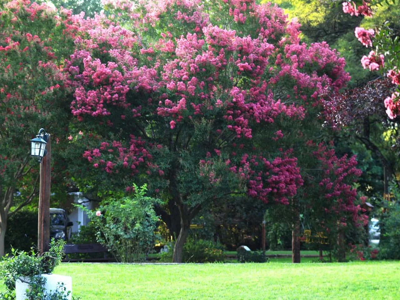 Árboles en flor en el parque del complejo